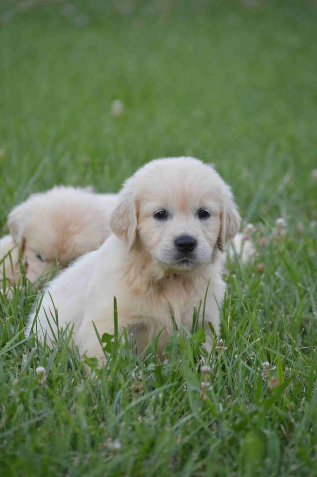 English Cream Golden Retriever Puppies media 6