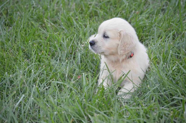 English Cream Golden Retriever Puppies media 7