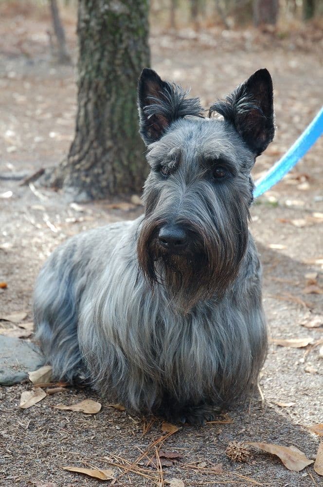 Scottish Terrier Puppies breeder image 1