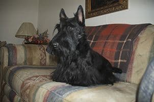 Scottish Terrier Puppies breeder image 2