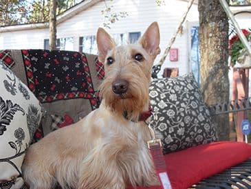Scottish Terrier Puppies breeder image 3