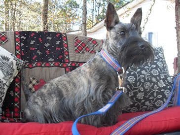 Scottish Terrier Puppies breeder image 4