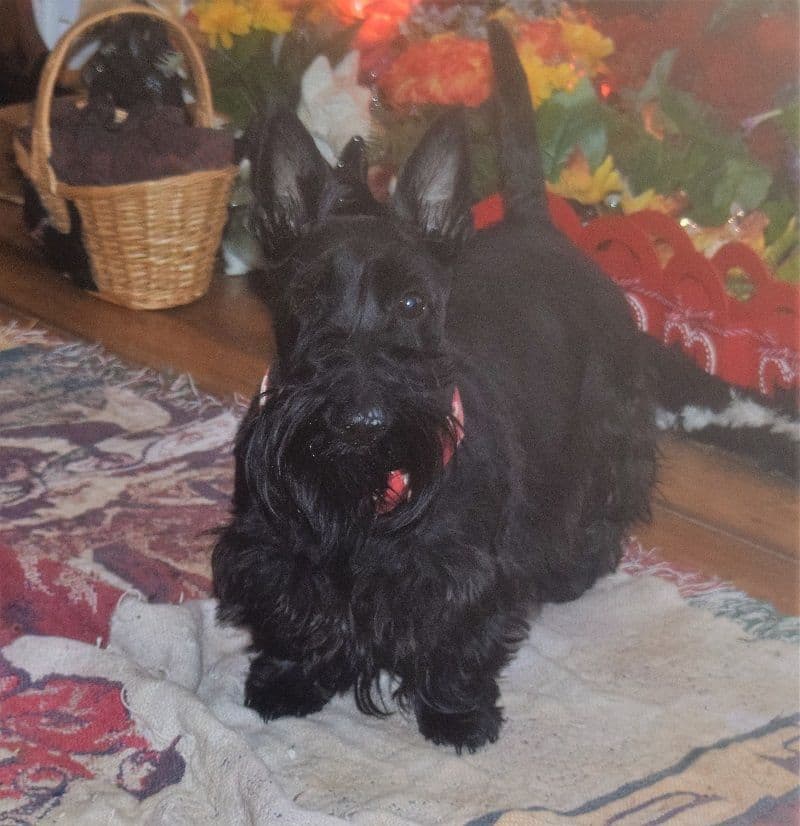 Scottish Terrier Puppies breeder image 5
