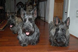 Scottish Terrier Puppies breeder image 6