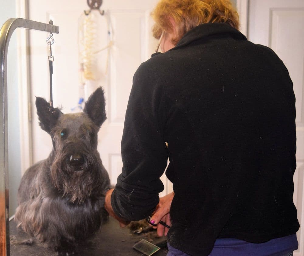 Scottish Terrier Puppies breeder image 7