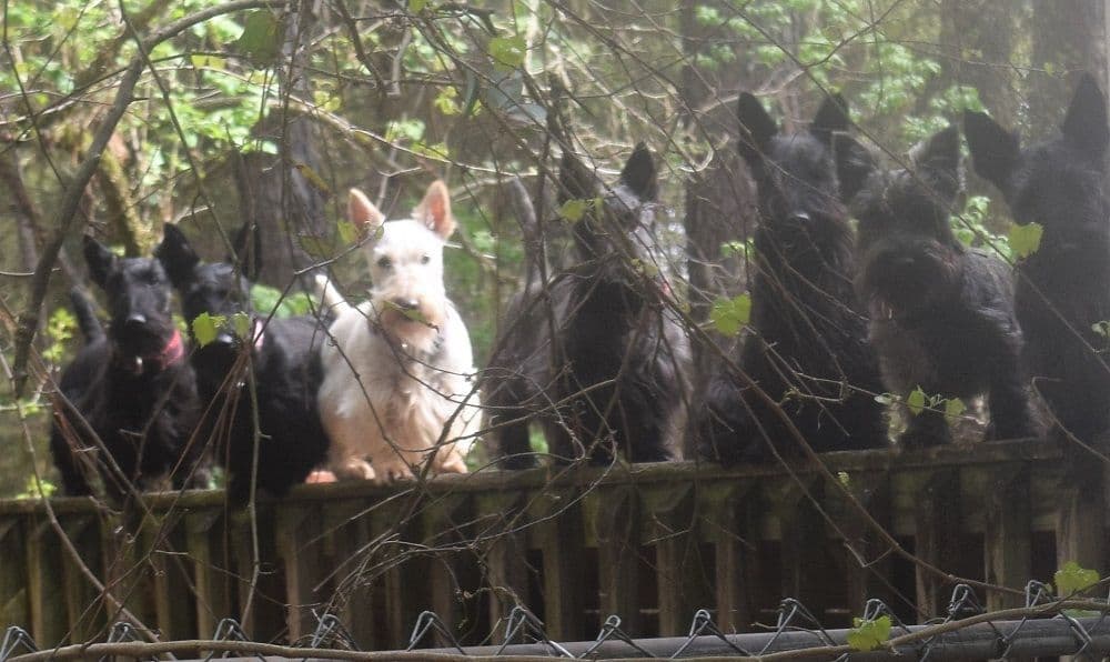 Scottish Terrier Puppies breeder image 8