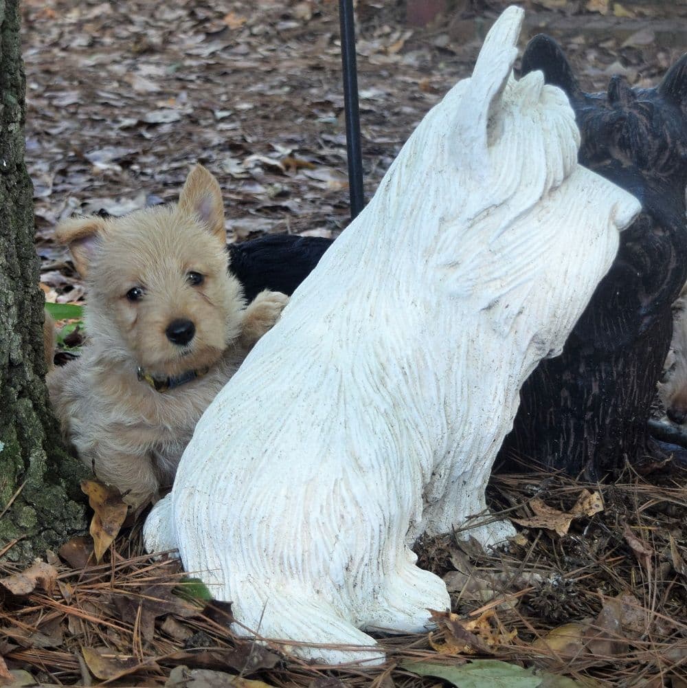 Scottish Terrier Puppies breeder image 10
