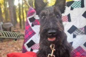 Scottish Terrier Puppies breeder image 11