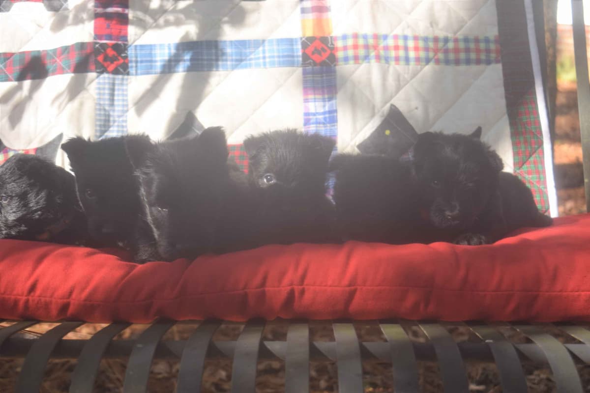 Scottish Terrier Puppies breeder image 12