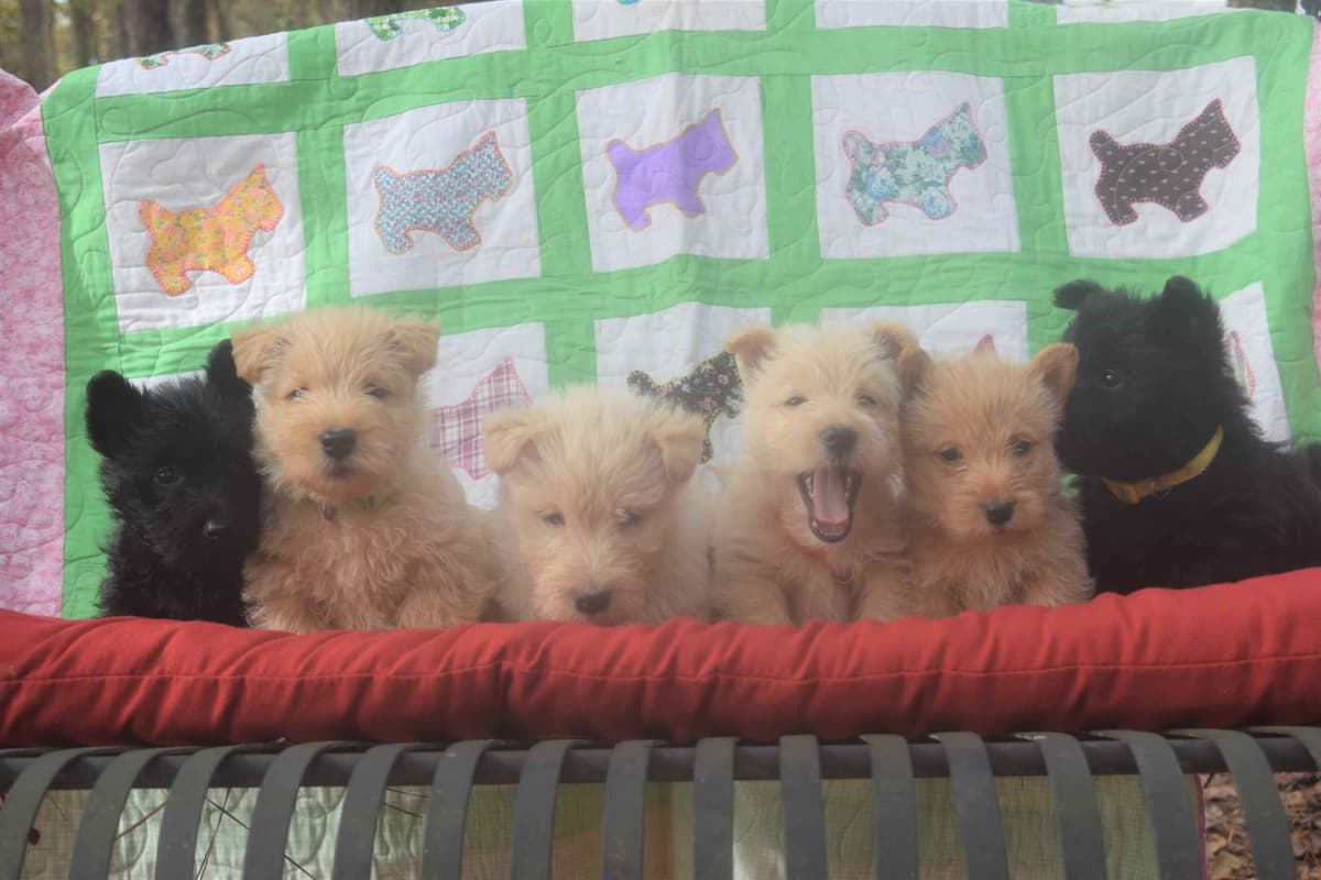 Scottish Terrier Puppies breeder image 14
