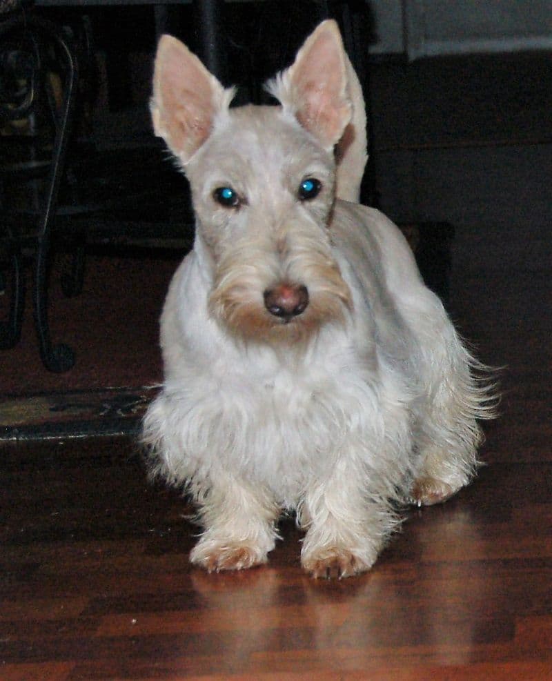 Scottish Terrier Puppies breeder image 15