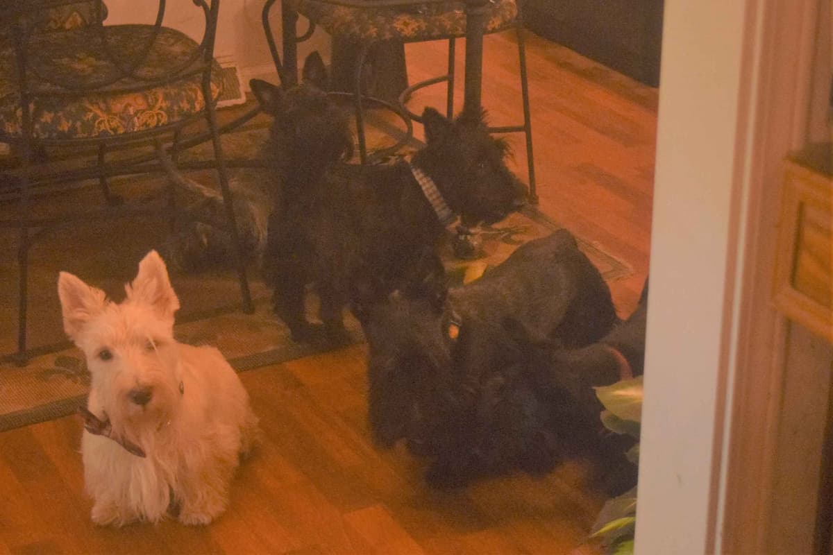 Scottish Terrier Puppies breeder image 16