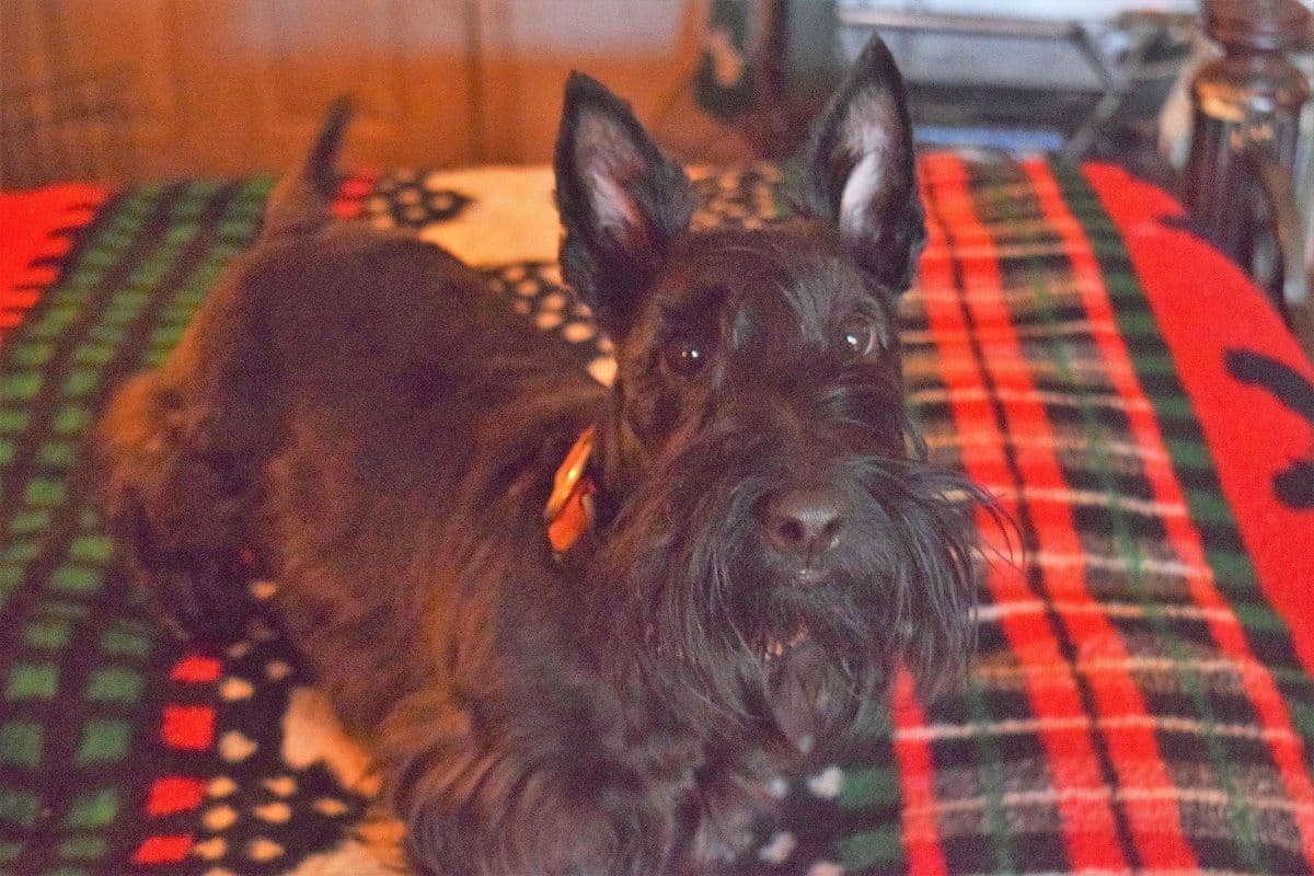 Scottish Terrier Puppies breeder image 17