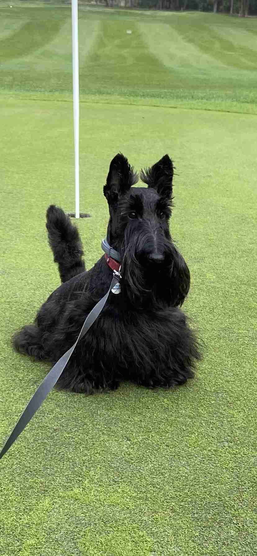 Scottish Terrier Puppies breeder image 19