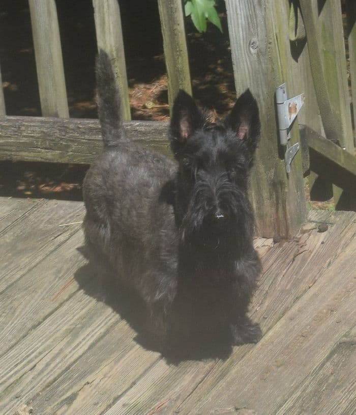 Scottish Terrier Puppies breeder image 20