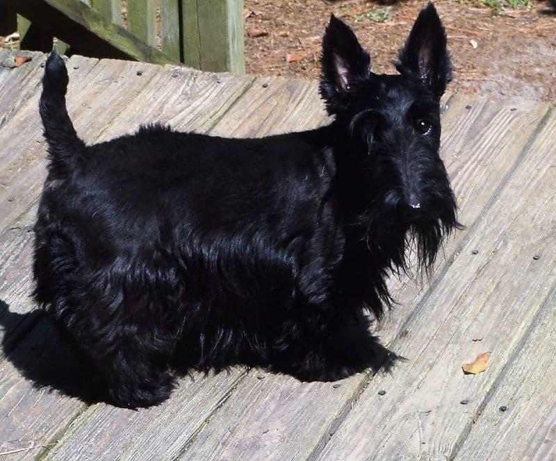Scottish Terrier Puppies breeder image 21