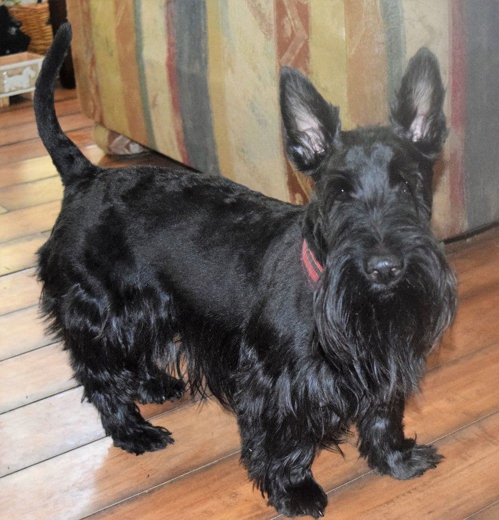 Scottish Terrier Puppies breeder image 23