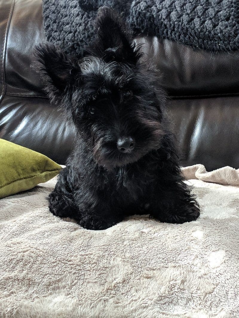 Scottish Terrier Puppies breeder image 25