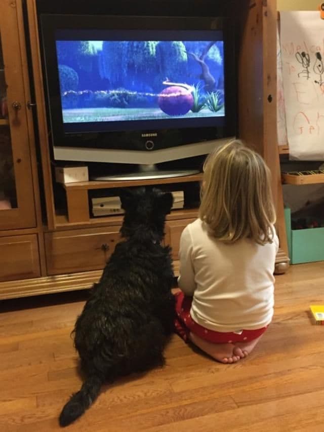 Scottish Terrier Puppies breeder image 26