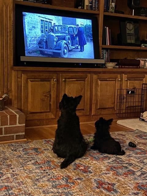 Scottish Terrier Puppies breeder image 27