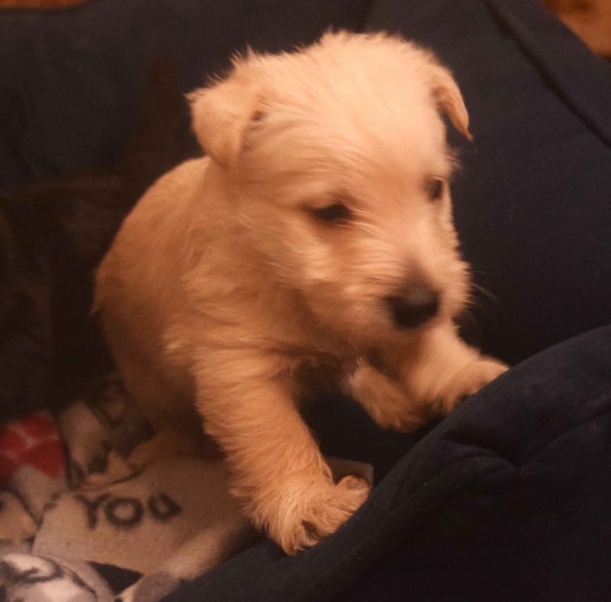 Scottish Terrier Puppies breeder image 29