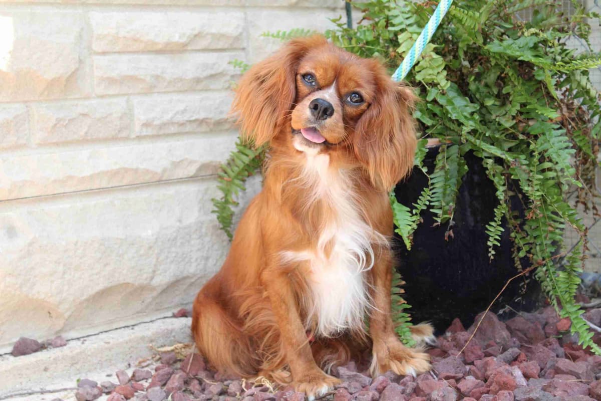 Cavalier King Charles Spaniel Puppies breeder image 1