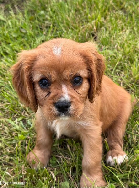 Cavalier King Charles Spaniel Puppies media 2