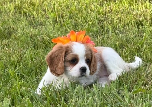 Cavalier King Charles Spaniel Puppies media 5