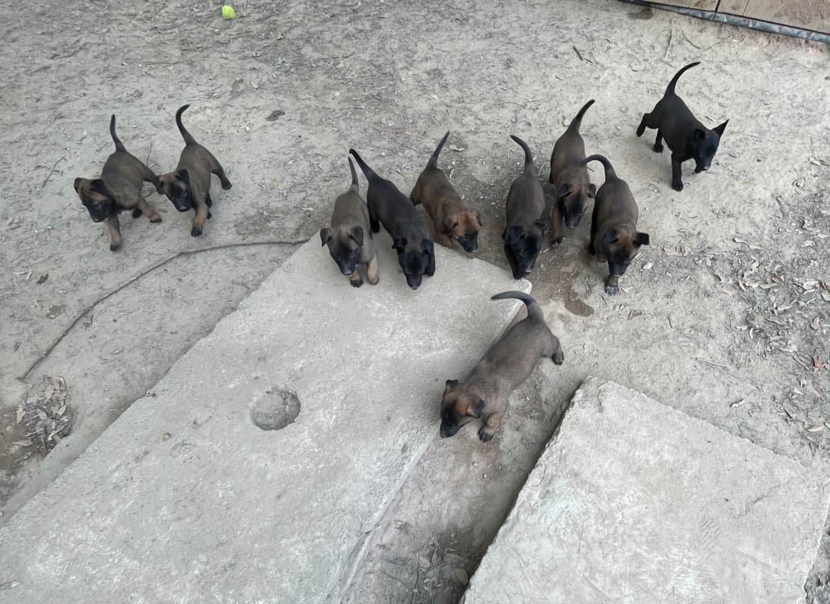 Mal’s malinois - show dogs, service dogs, & shepherd dogs breeder image 2