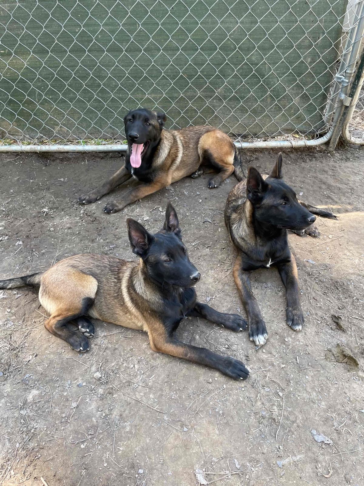 Mal’s malinois - show dogs, service dogs, & shepherd dogs breeder image 1