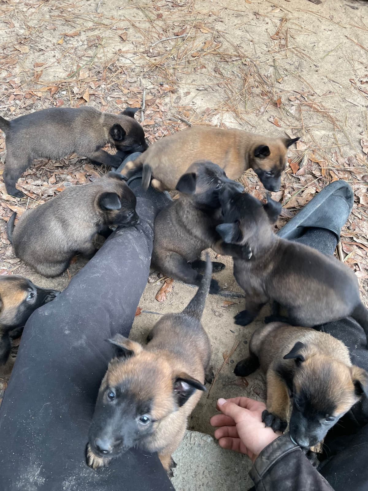 Mal’s malinois - show dogs, service dogs, & shepherd dogs breeder image 6