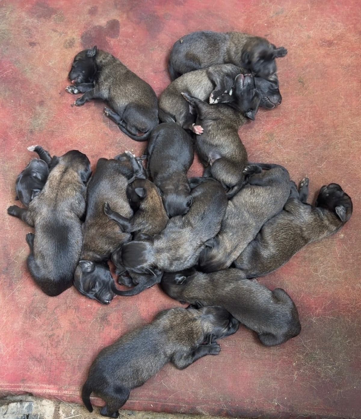 Mal’s malinois - show dogs, service dogs, & shepherd dogs breeder image 8