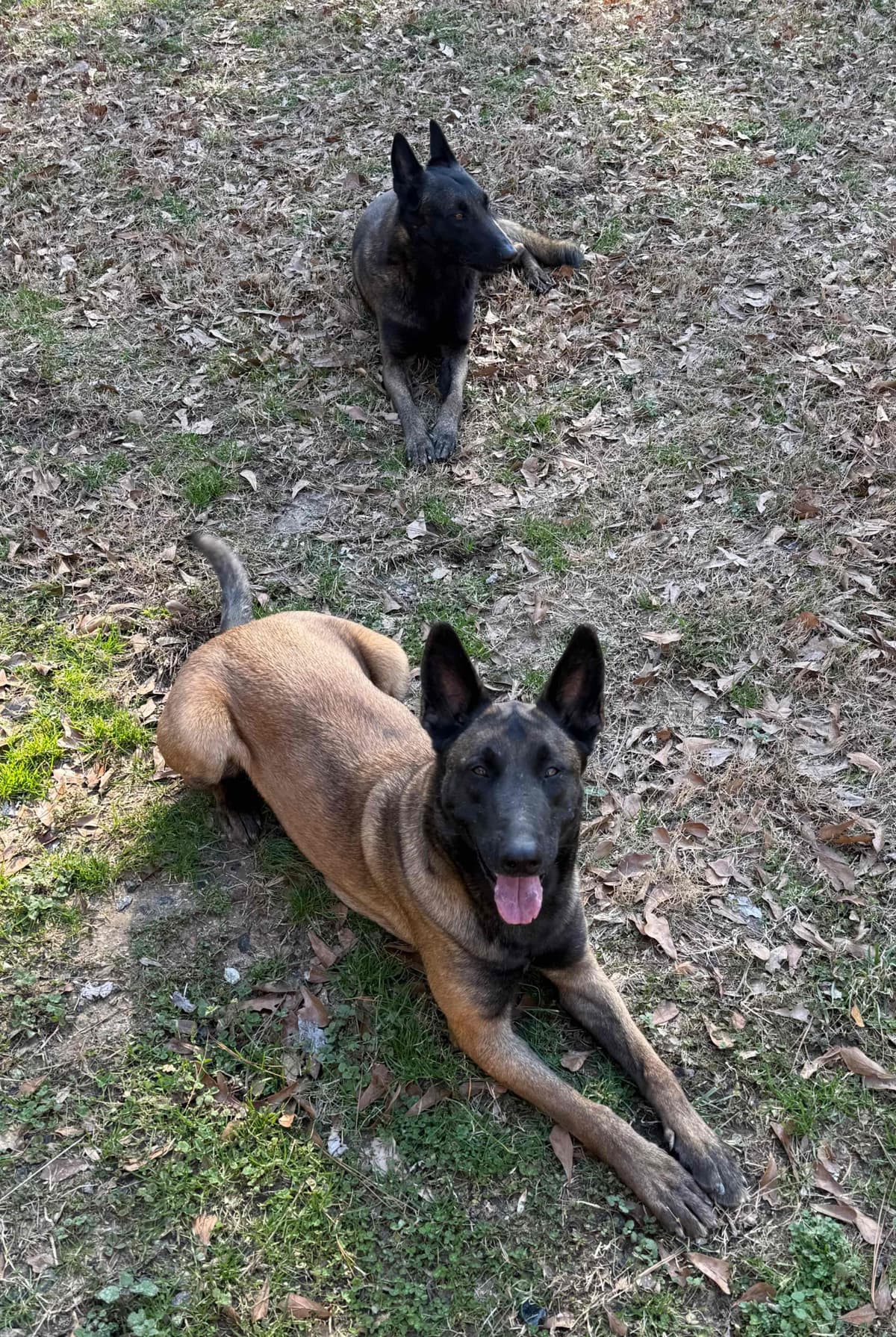Mal’s malinois - show dogs, service dogs, & shepherd dogs breeder image 12