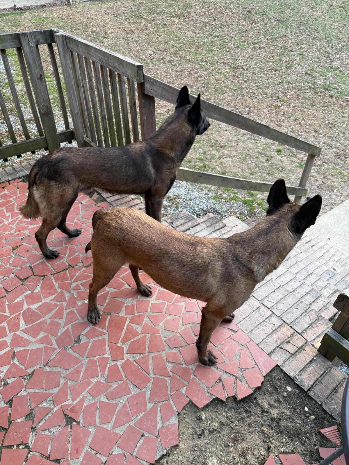 Mal’s malinois - show dogs, service dogs, & shepherd dogs breeder image 15