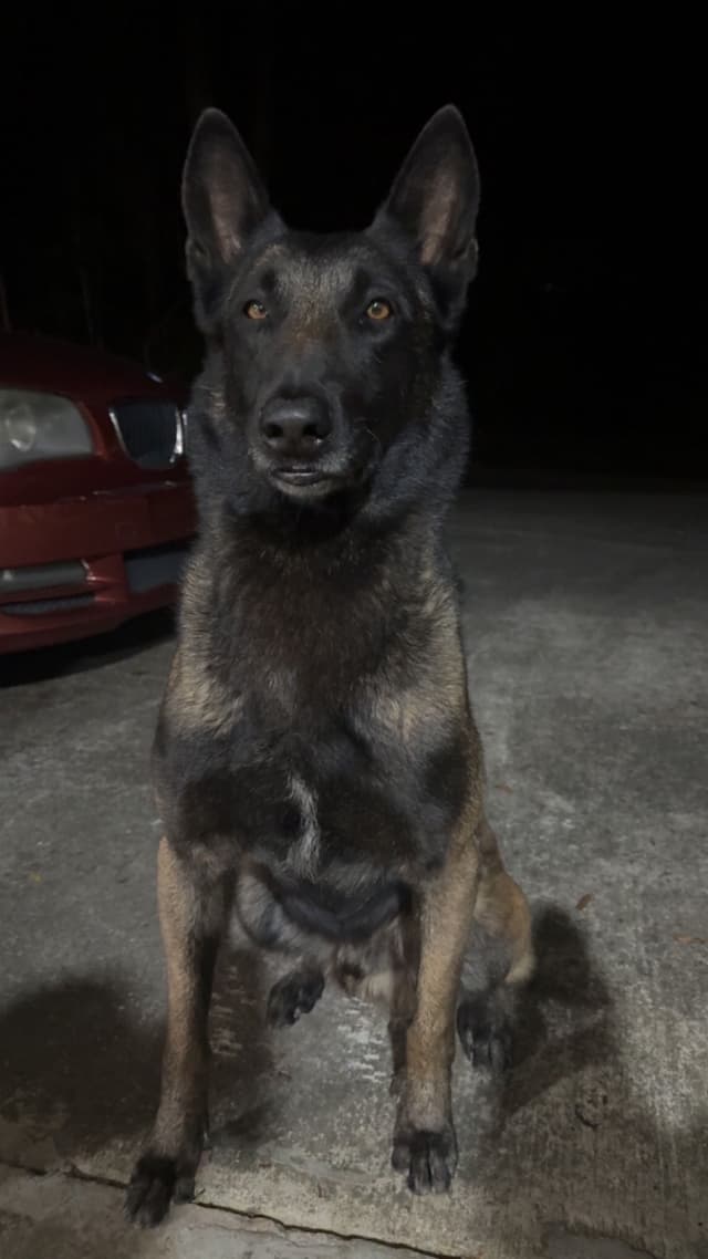 Mal’s malinois - show dogs, service dogs, & shepherd dogs media 7