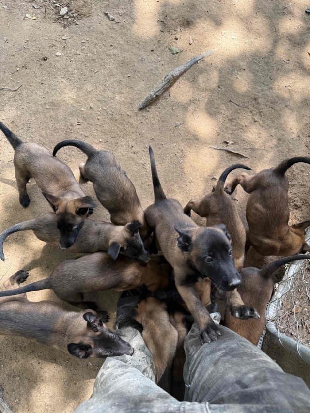 Mal’s malinois - show dogs, service dogs, & shepherd dogs media 18