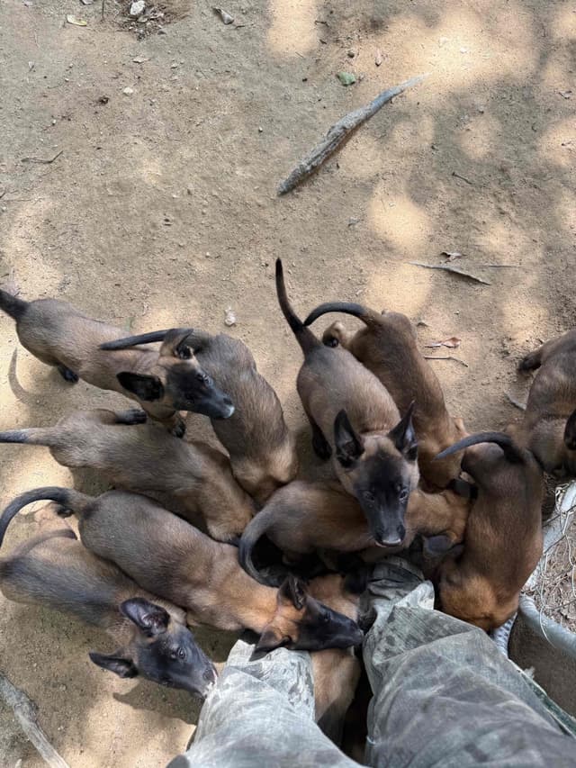 Mal’s malinois - show dogs, service dogs, & shepherd dogs media 19
