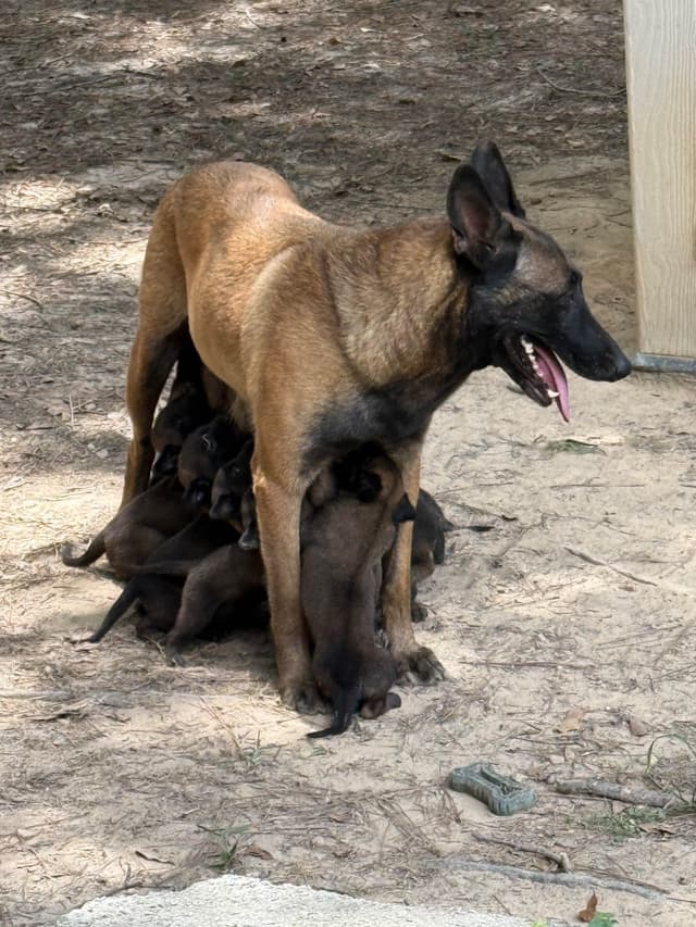 Mal’s malinois - show dogs, service dogs, & shepherd dogs media 20