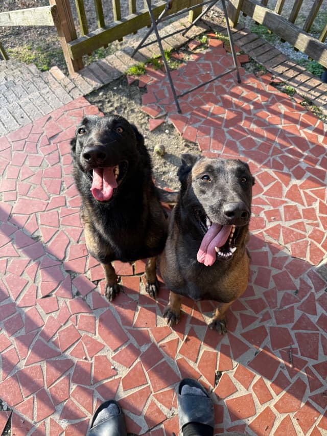 Mal’s malinois - show dogs, service dogs, & shepherd dogs media 8