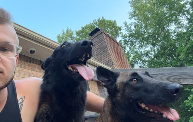 Mal’s malinois - show dogs, service dogs, & shepherd dogs media 9