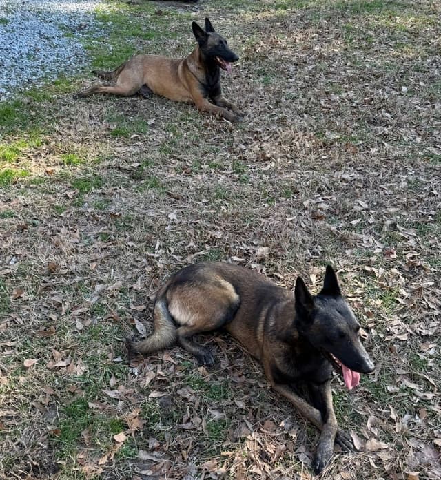 Mal’s malinois - show dogs, service dogs, & shepherd dogs media 11