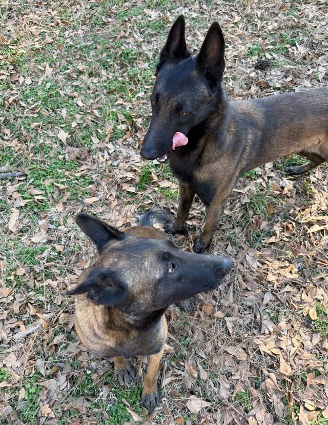 Mal’s malinois - show dogs, service dogs, & shepherd dogs media 13