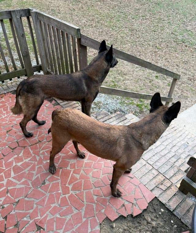 Mal’s malinois - show dogs, service dogs, & shepherd dogs media 10