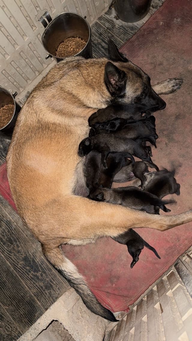 Mal’s malinois - show dogs, service dogs, & shepherd dogs media 6