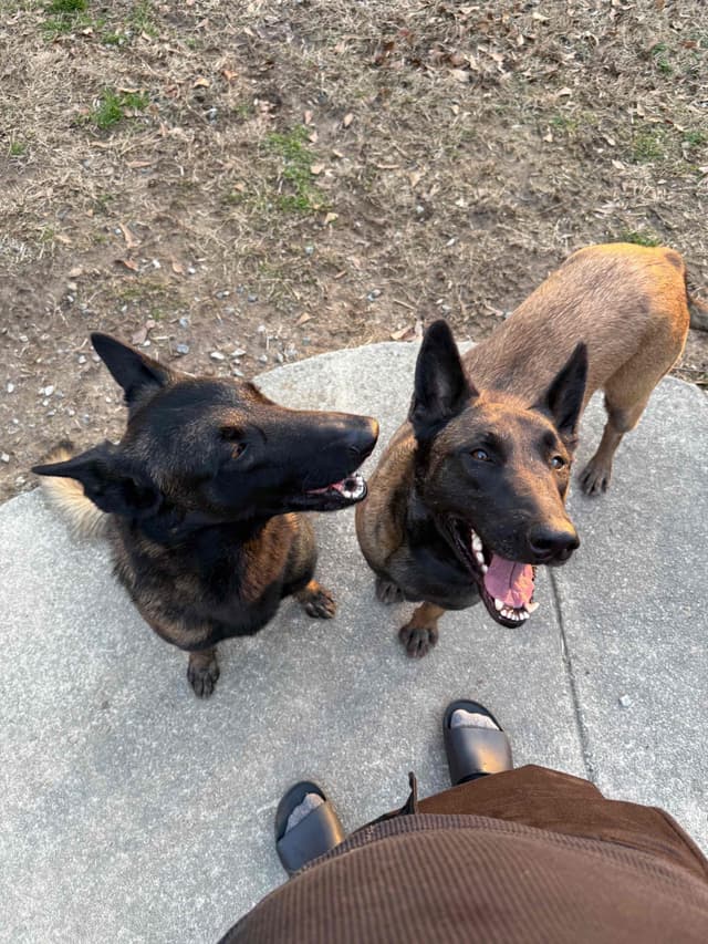 Mal’s malinois - show dogs, service dogs, & shepherd dogs media 15