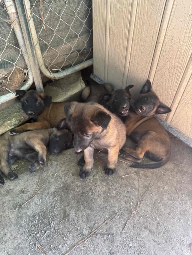 Mal’s malinois - show dogs, service dogs, & shepherd dogs media 2