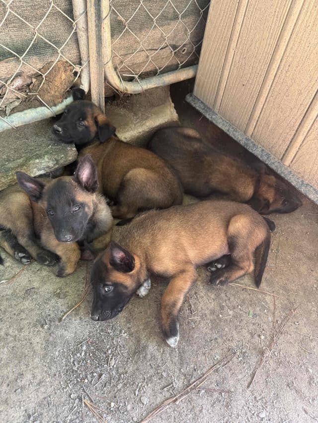 Mal’s malinois - show dogs, service dogs, & shepherd dogs media 3