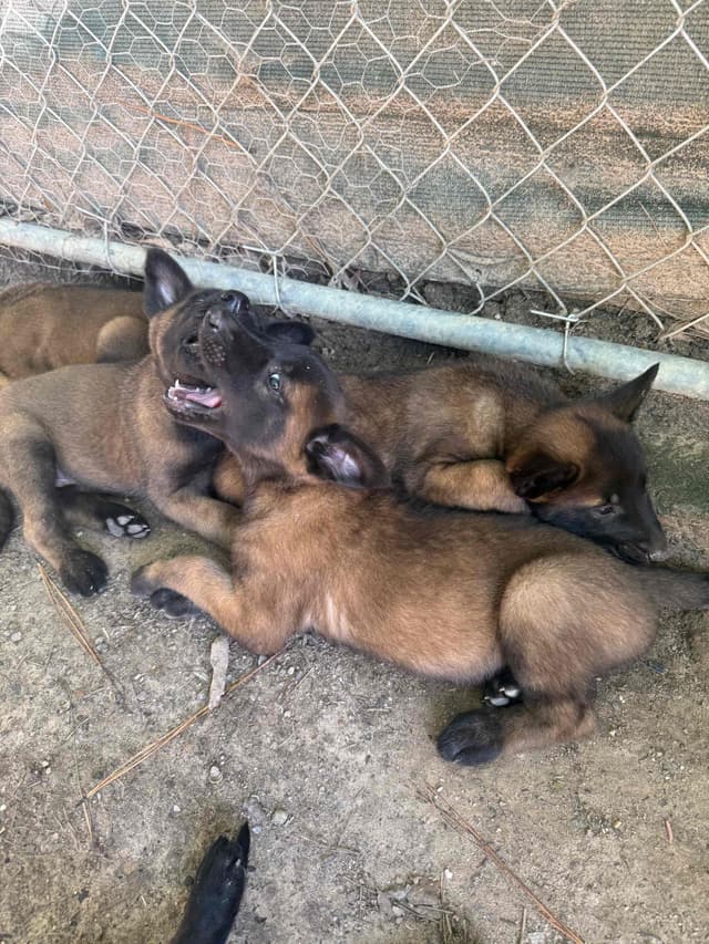 Mal’s malinois - show dogs, service dogs, & shepherd dogs media 4