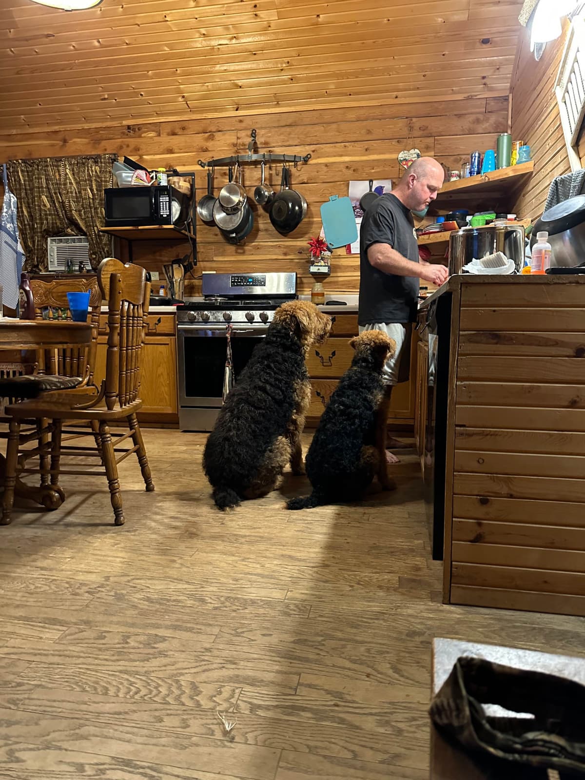 Airedale Terrier Puppies breeder image 4