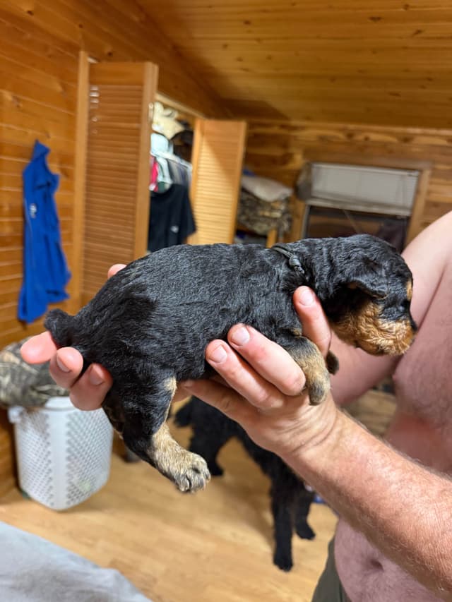 Airedale Terrier Puppies media 2